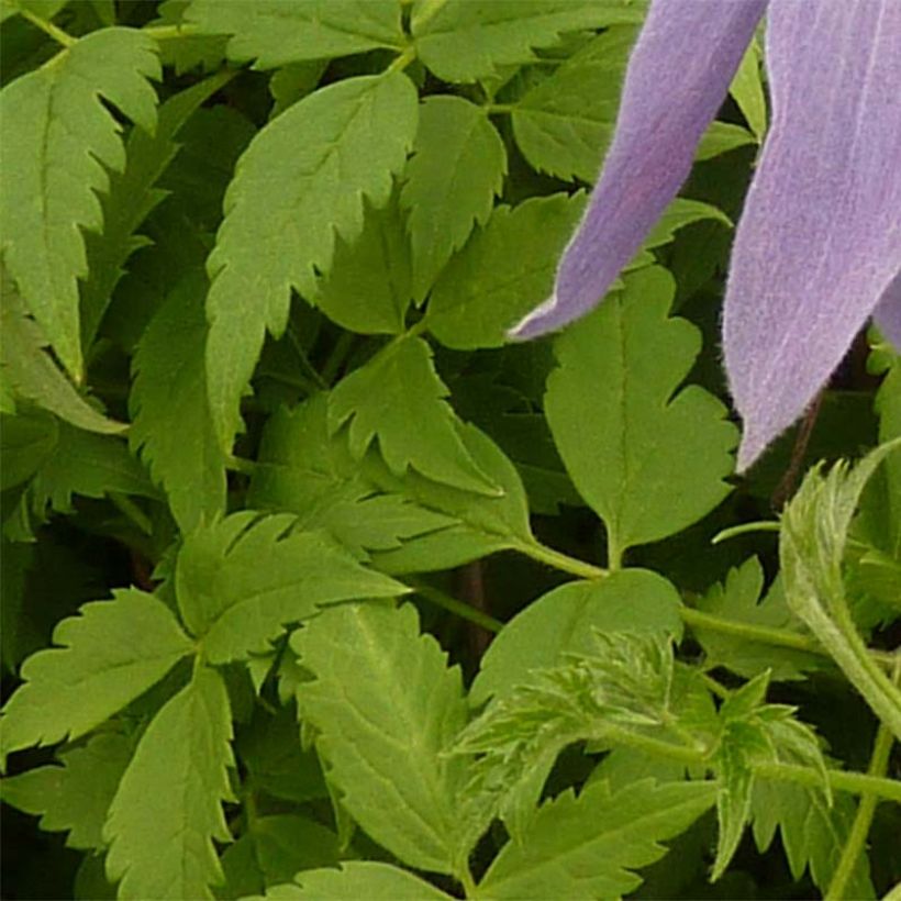 Clematis Blue Dancer - Clematide (Fogliame)