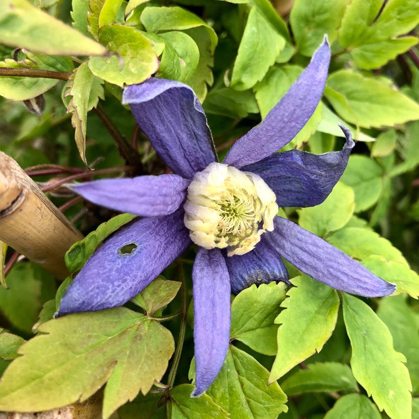 Clematis Blue Dancer - Clematide (Fioritura)