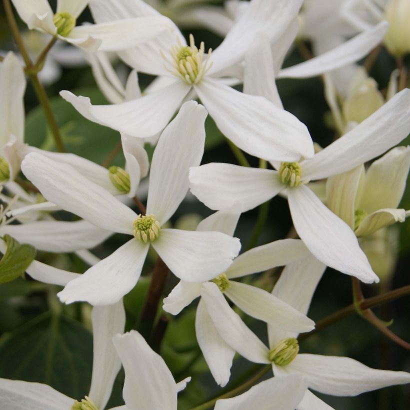 Clematis armandii Snowdrift (Fioritura)