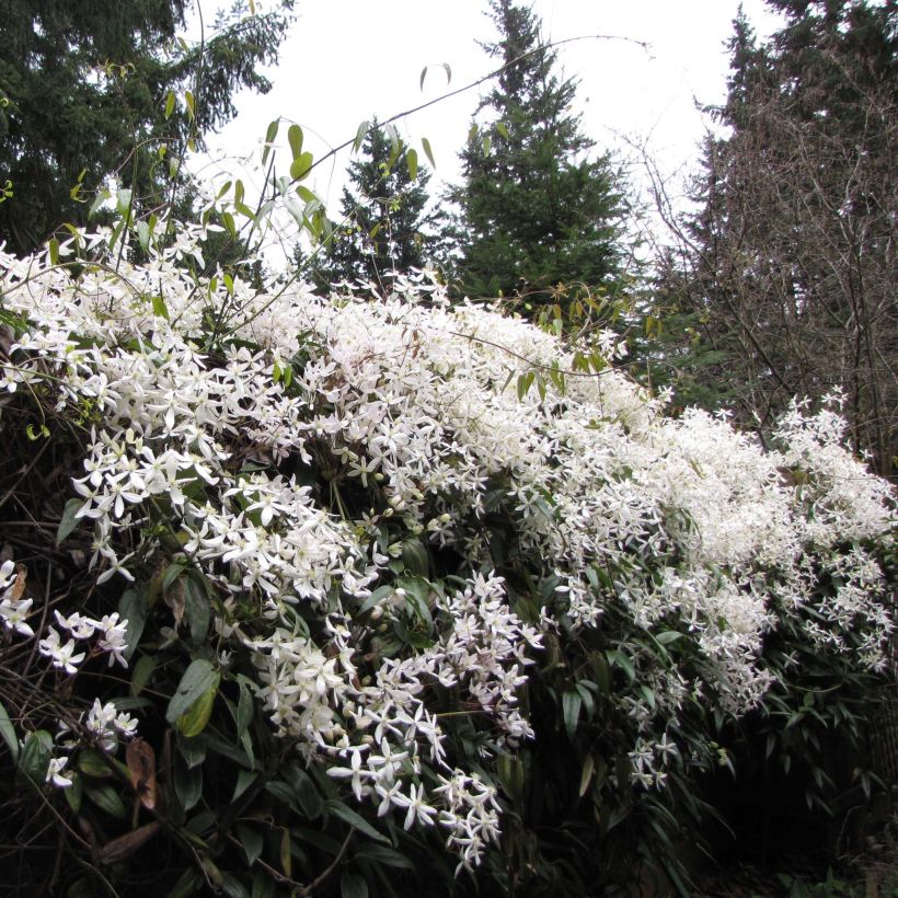 Clematis armandii Snowdrift (Porto)