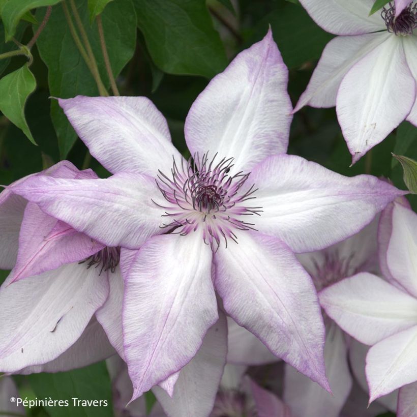 Clematis florida Utopia - Clematide (Fioritura)