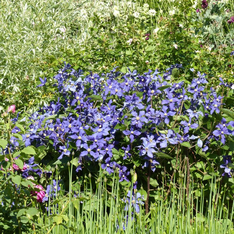 Clematis integrifolia Durandii - Clematide (Porto)