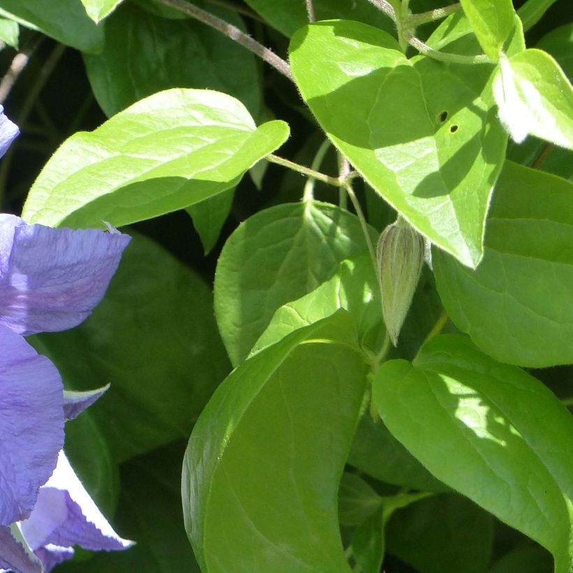 Clematis Perle d'Azur - Clematide (Fogliame)