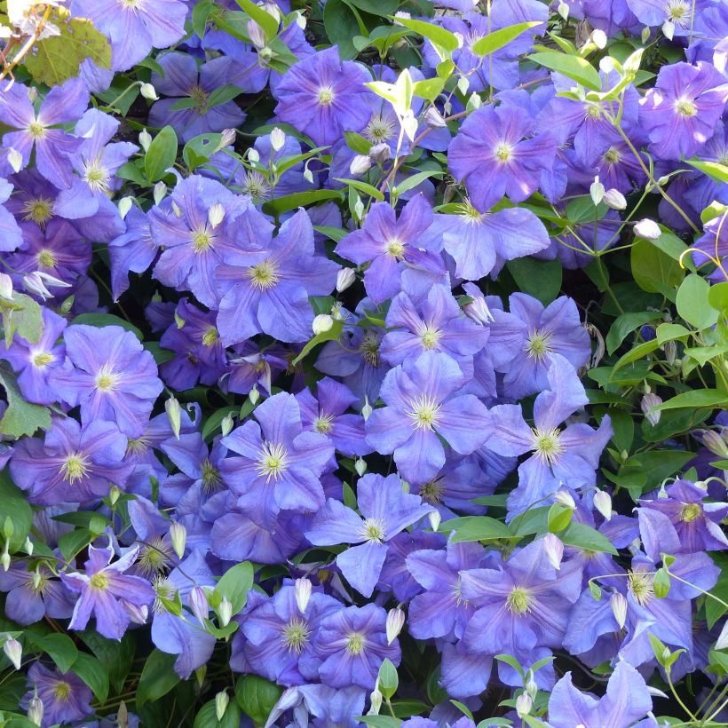 Clematis Perle d'Azur - Clematide (Fioritura)