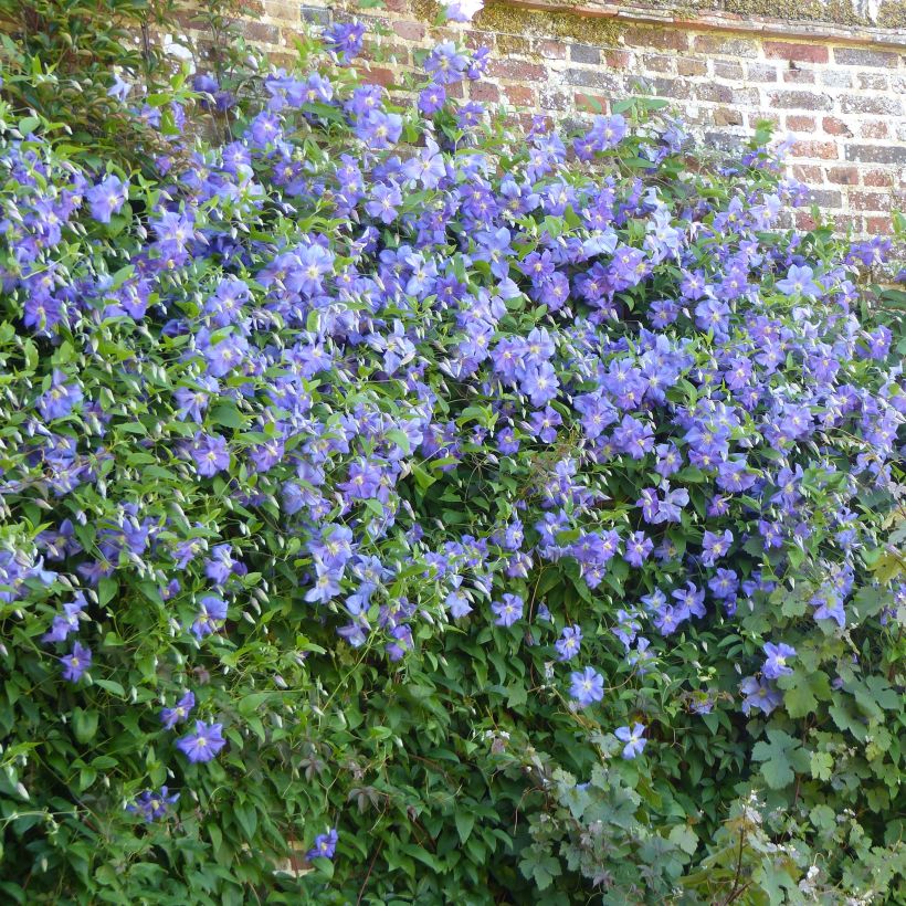 Clematis Perle d'Azur - Clematide (Porto)