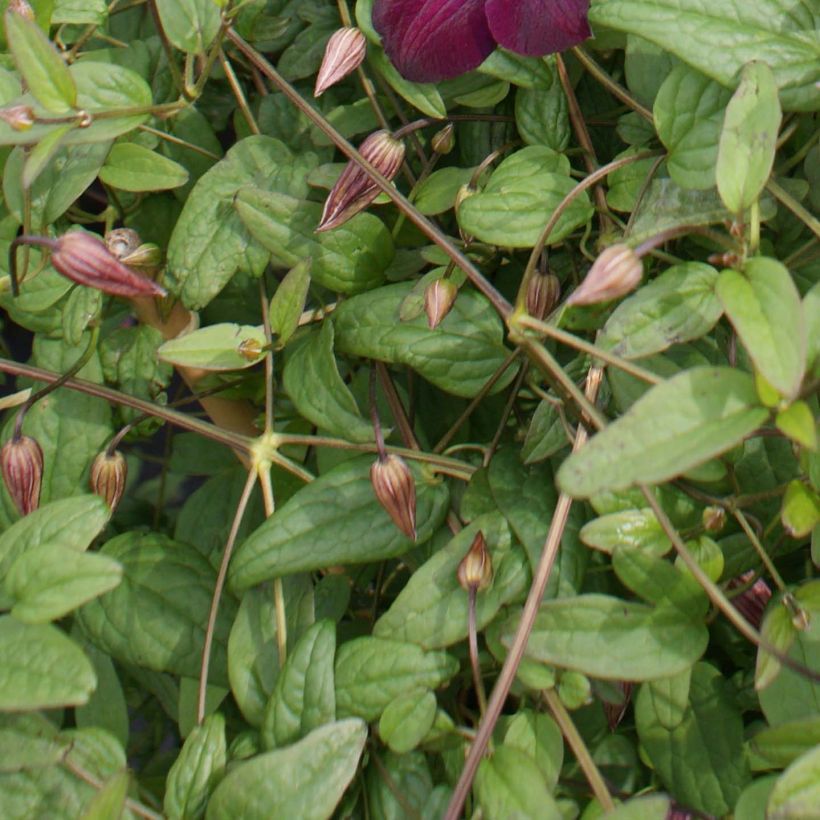 Clematis viticella Royal Velours - Clematide (Fogliame)