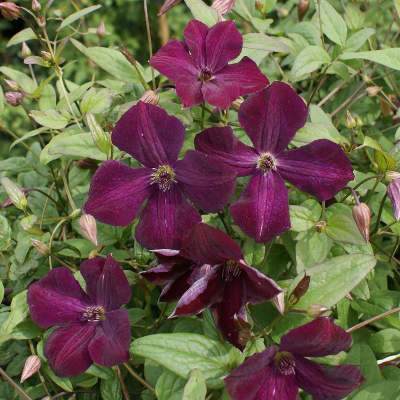 Clematis viticella Royal Velours - Clematide (Fioritura)