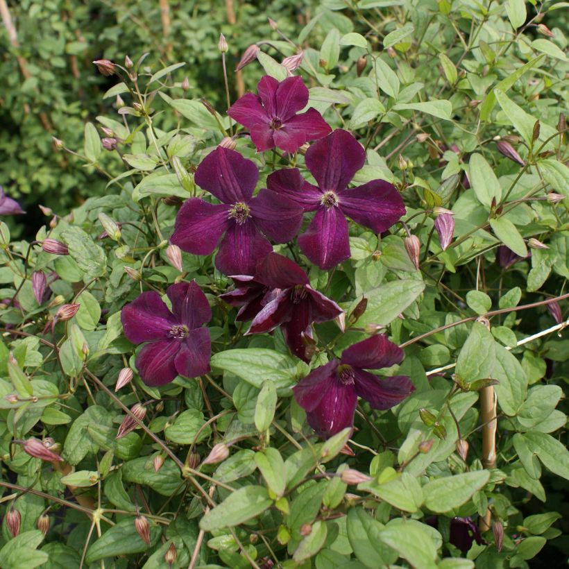 Clematis viticella Royal Velours - Clematide (Porto)