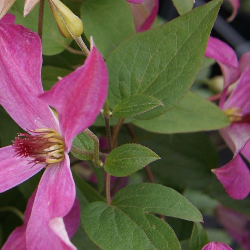 Clematis Wonderful - Clematide (Fogliame)