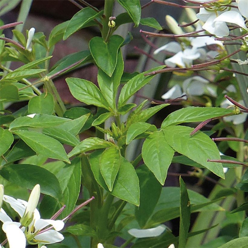 Cleome Senorita Blanca (Fogliame)