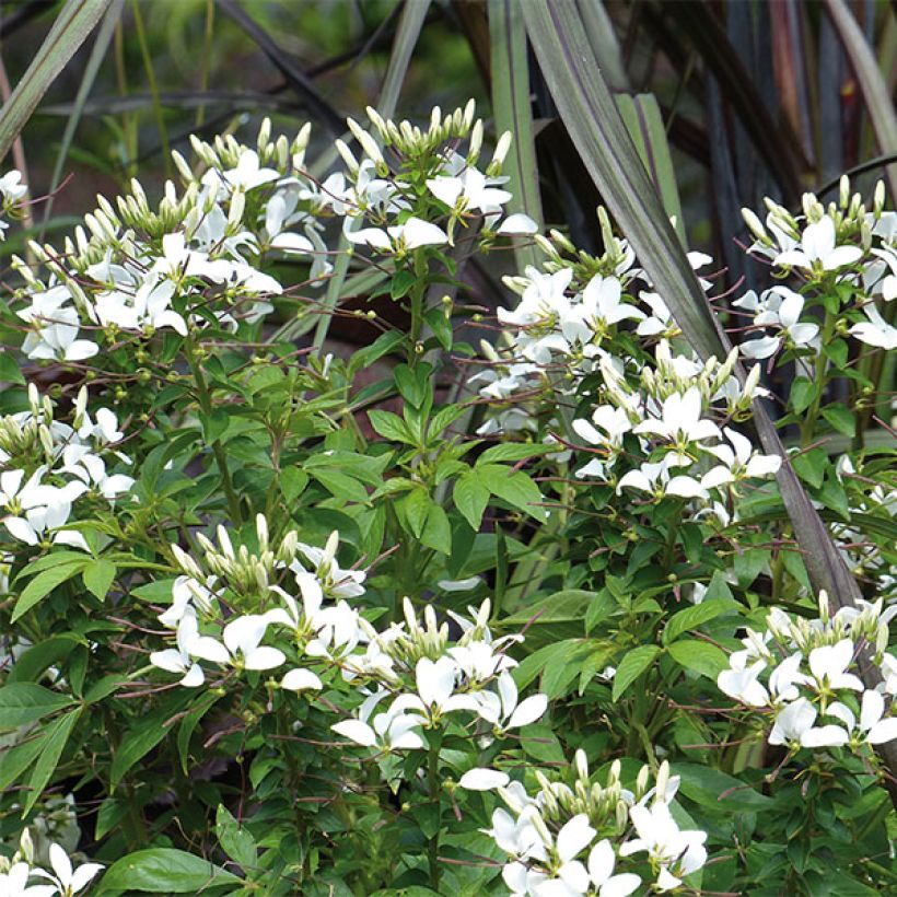 Cleome Senorita Blanca (Fioritura)