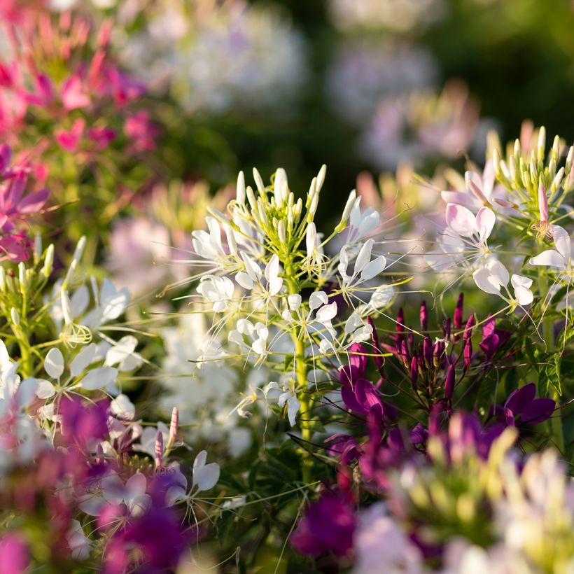 Cleome Sparkler 2.0 White (Fioritura)