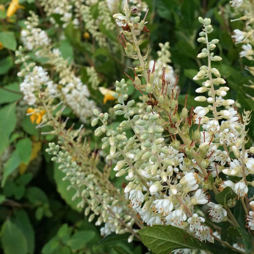 Clethra alnifolia Anne Bidwell (Fioritura)