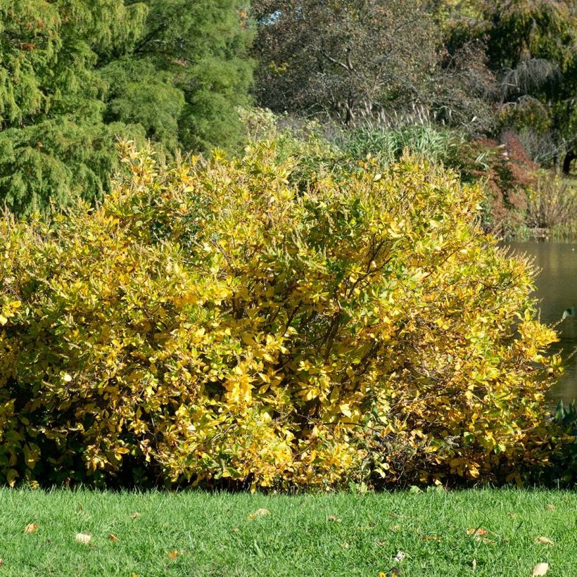 Clethra alnifolia Anne Bidwell (Porto)