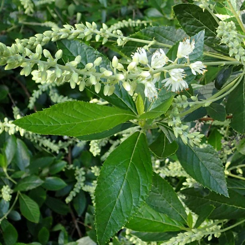 Clethra alnifolia Hummingbird (Fogliame)