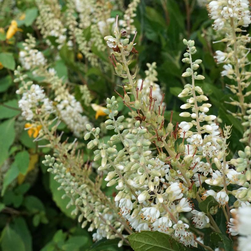 Clethra alnifolia Hummingbird (Fioritura)