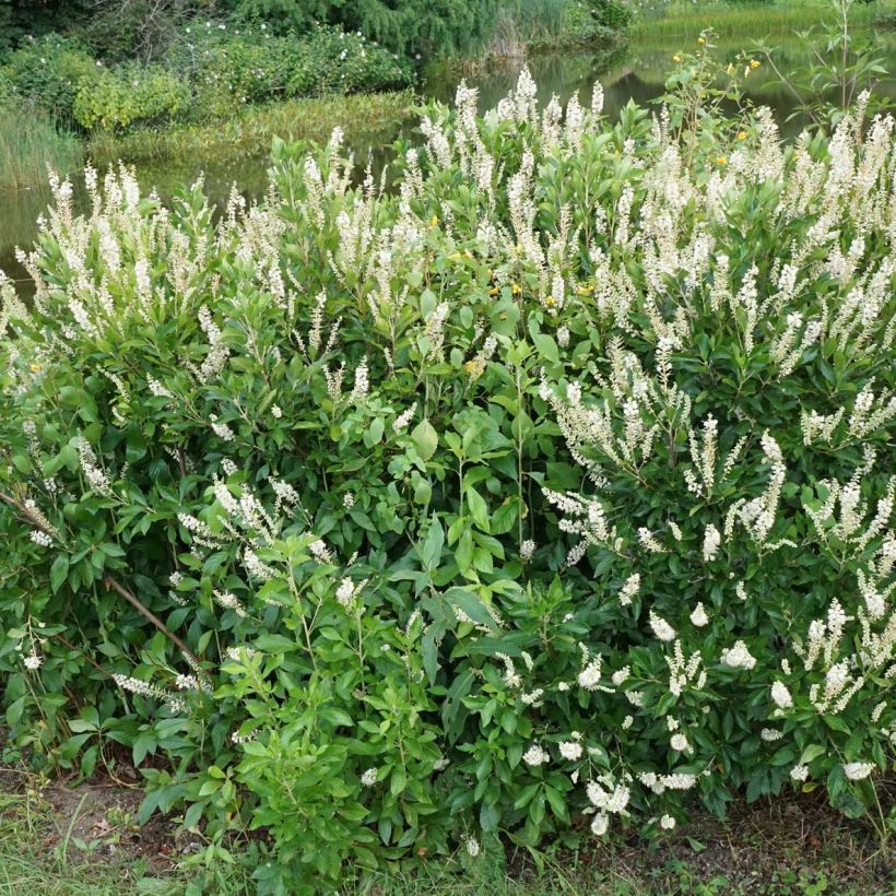 Clethra alnifolia Hummingbird (Porto)