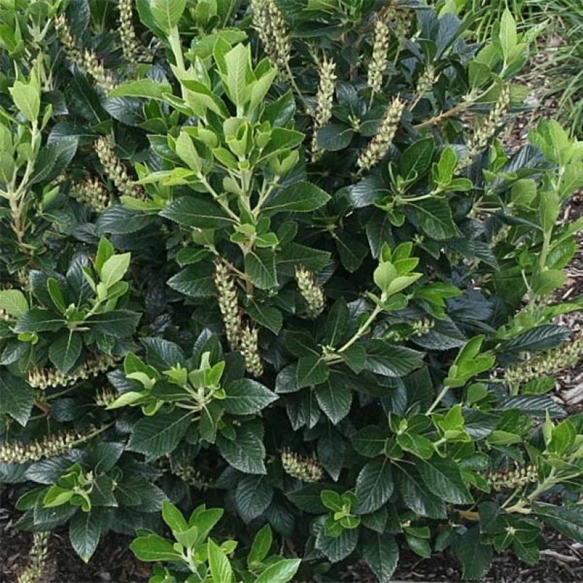 Clethra alnifolia Sixteen Candles (Fogliame)