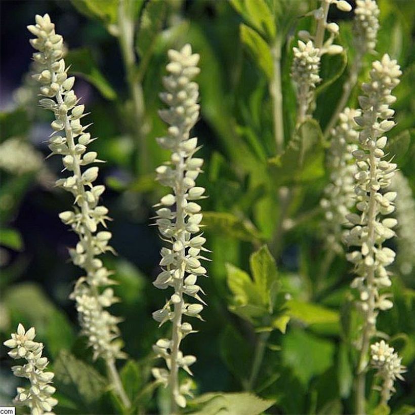 Clethra alnifolia Sixteen Candles (Fioritura)