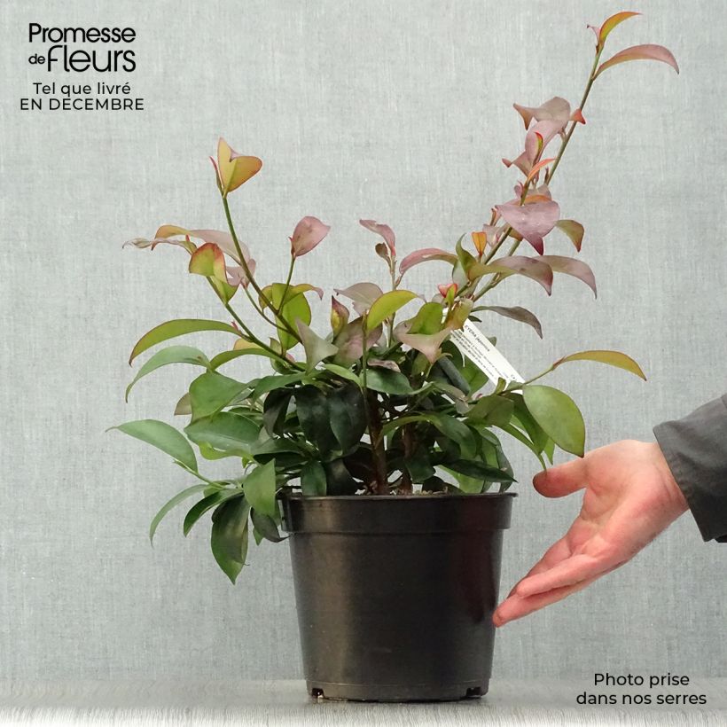 Cleyera japonica - Cleyera du Japon Pot de 4L/5L esemplare consegnato in inverno