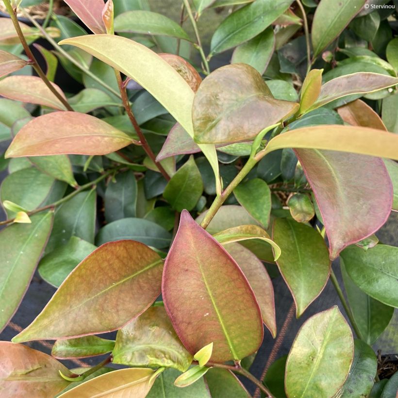 Cleyera japonica (Fogliame)