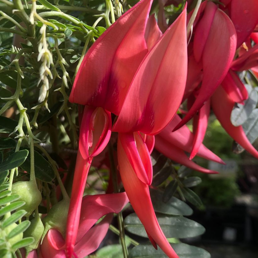 Clianthus puniceus Flamingo - Becco di Pappagallo (Fioritura)