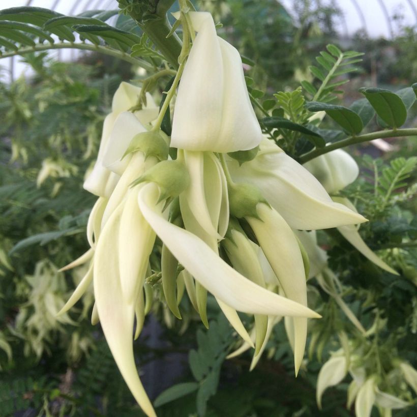 Clianthus puniceus White Heron - Becco di Pappagallo (Fioritura)