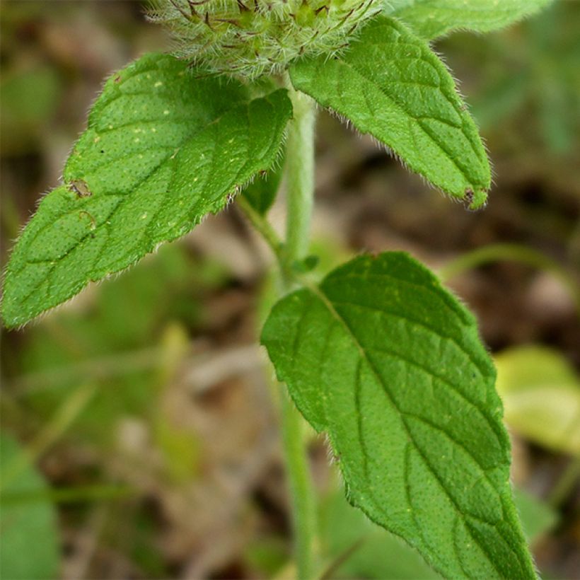 Clinopodium vulgare - Clinopodio dei boschi (Fogliame)