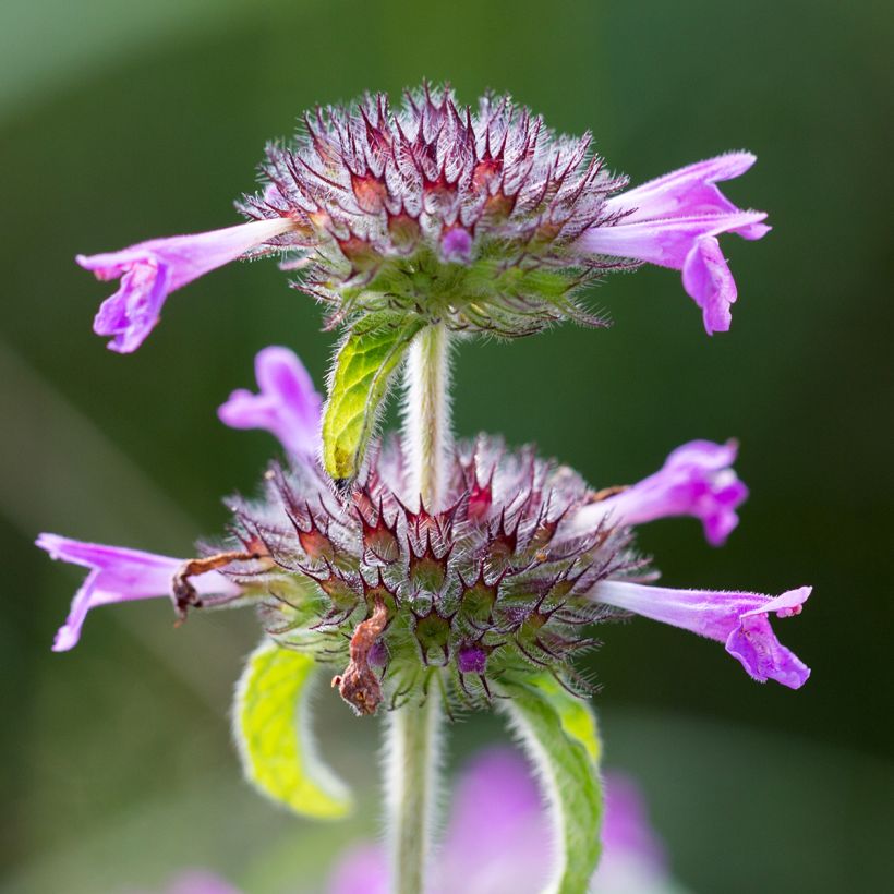 Clinopodium vulgare - Clinopodio dei boschi (Fioritura)