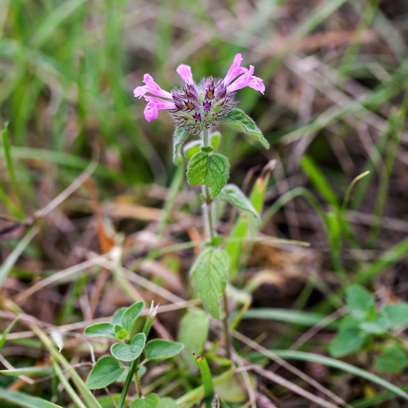 Clinopodium vulgare - Clinopodio dei boschi (Porto)