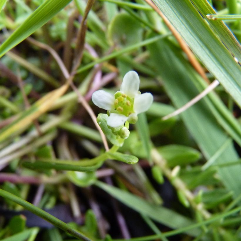 Cochlearia officinalis Bio - Coclearia medicinale (Fioritura)