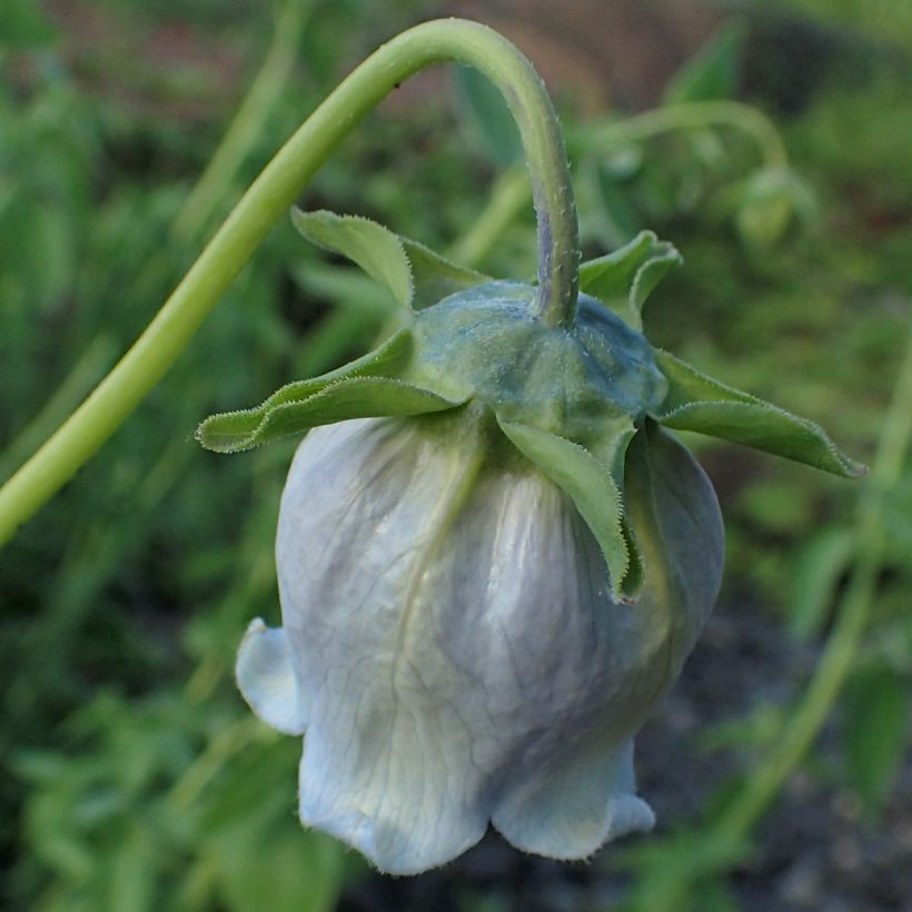 Codonopsis ovata (Fioritura)