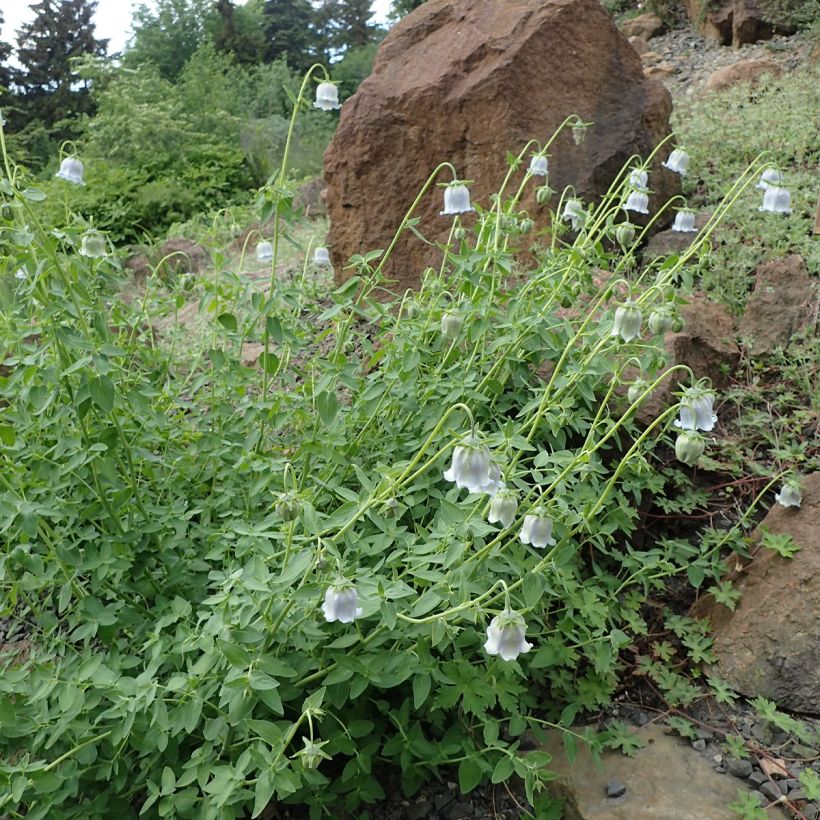 Codonopsis ovata (Porto)