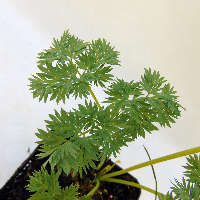 Dicentra Ivory Hearts (Fogliame)