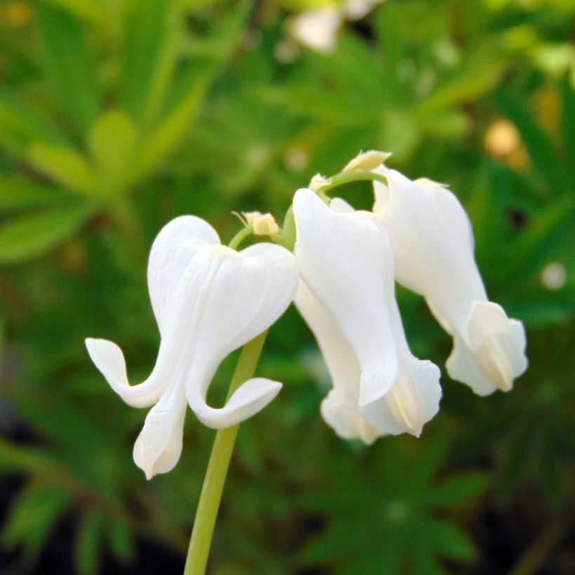 Dicentra Ivory Hearts (Fioritura)