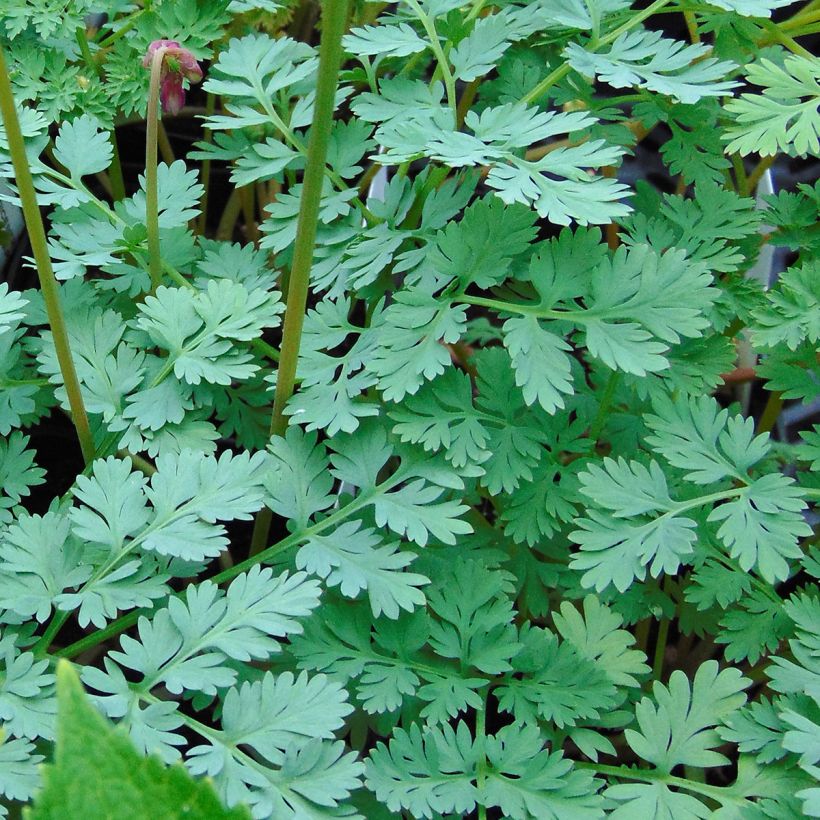 Dicentra King of Hearts (Fogliame)