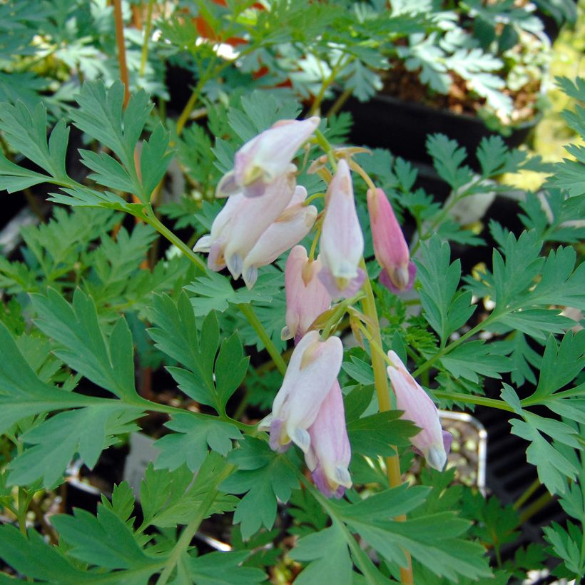 Dicentra eximia Stuart Boothman (Fioritura)