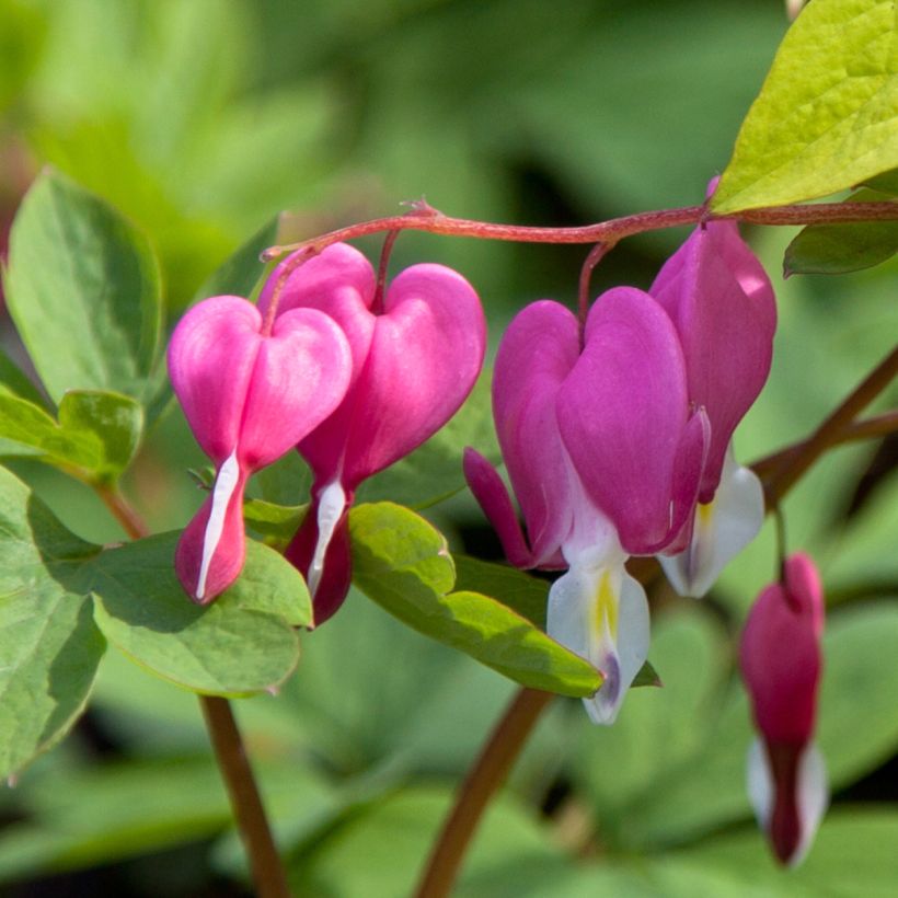 Dicentra spectabilis Yellow Leaf - Cuore di Maria (Fioritura)