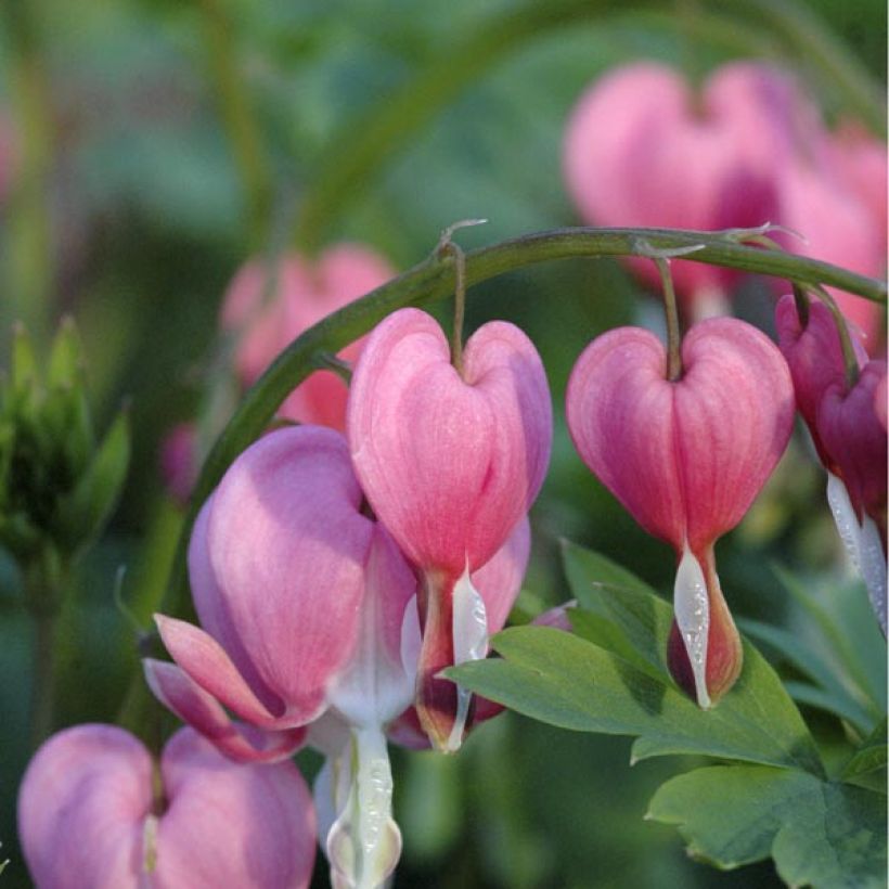 Dicentra spectabilis - Cuore di Maria (Fioritura)