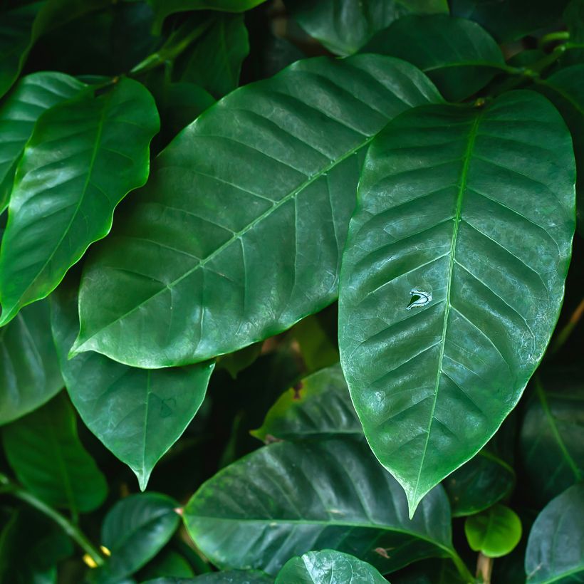 Coffea arabica - Pianta del caffè (Fogliame)