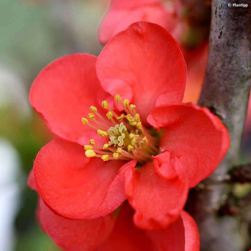 Chaenomeles speciosa Red Kimono - Fior di Pesco (Fioritura)