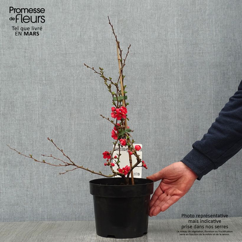 Cognassier du Japon - Chaenomeles x superba Texas Scarlet Pot de 2L/3L esemplare consegnato in inverno