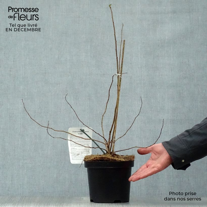 Cognassier du Japon Cido - Chaenomeles japonica Pot de 2L/3L esemplare consegnato in inverno