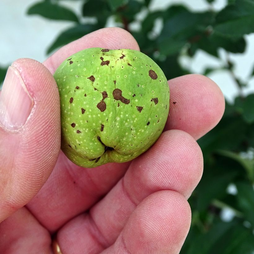 Chaenomeles superba Clementine - Fior di Pesco (Raccolta)