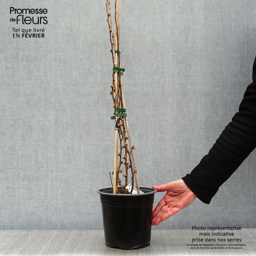 Cognassier du Japon Eximia - Chaenomeles speciosa  Pot de 4L/5L esemplare consegnato in inverno