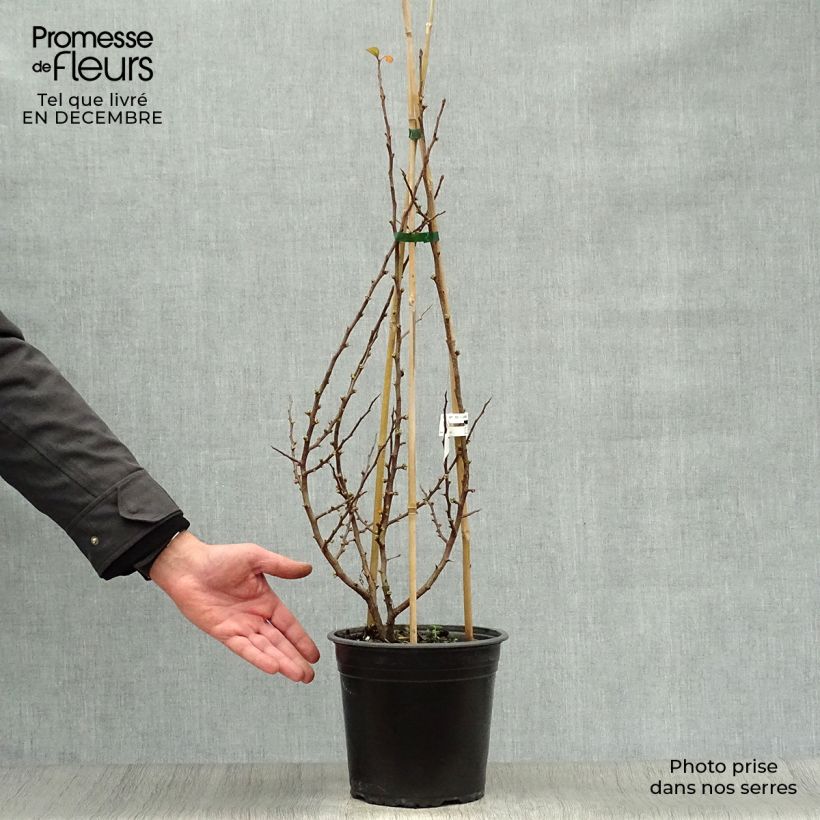 Cognassier du Japon Friesdorfer - Chaenomeles speciosa en pot de 3/4L esemplare consegnato in inverno