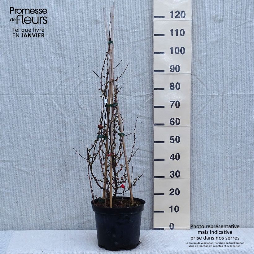 Cognassier du Japon Friesdorfer - Chaenomeles speciosa en pot de 7,5l/10l esemplare consegnato in inverno