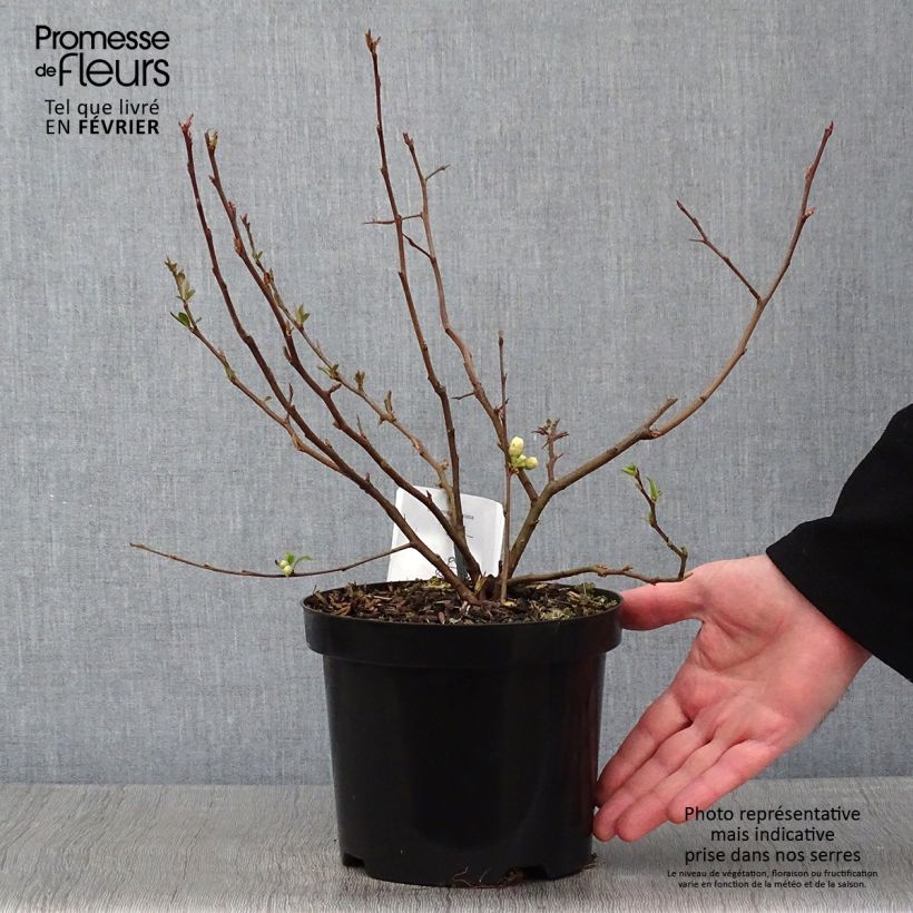 Cognassier du Japon Nivalis - Chaenomeles speciosa  Pot de 2L/3L esemplare consegnato in inverno