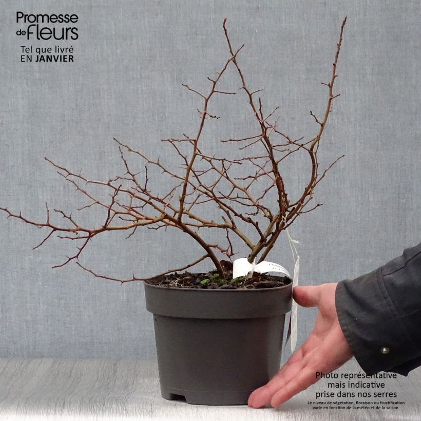 Cognassier du Japon Sargentii - Chaenomeles japonica Pot de 3L/4L esemplare consegnato in inverno