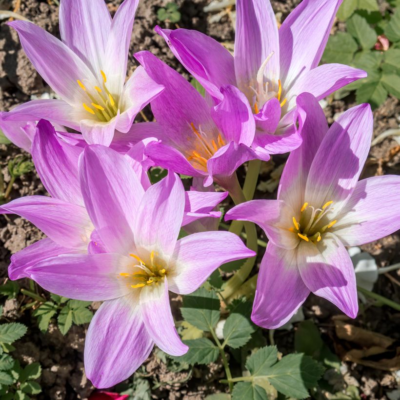 Colchicum speciosum - Colchico (Fioritura)